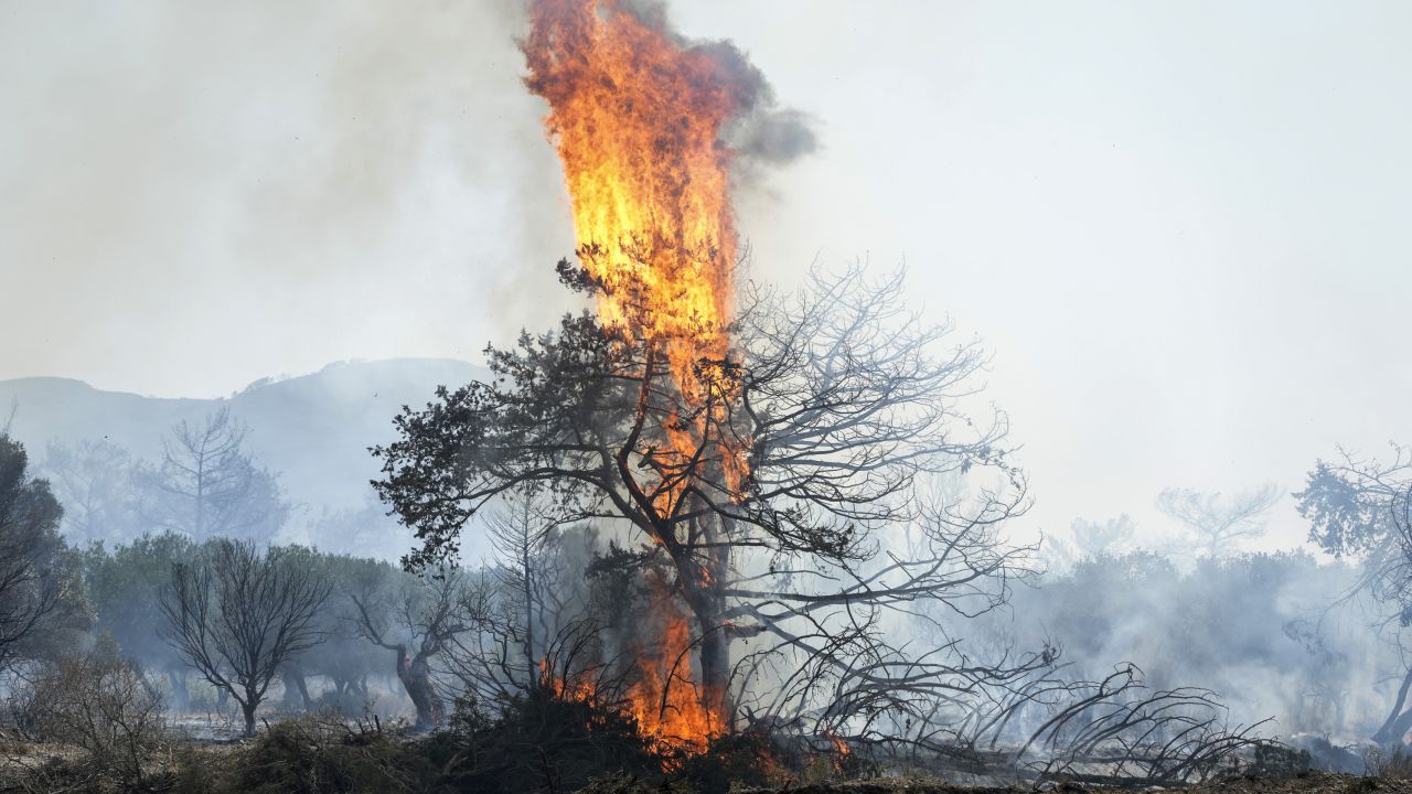 Flames burn a tree in Vati village, on the Aegean Sea island of Rhodes, southeastern Greece, on Tuesday, July 25, 2023.