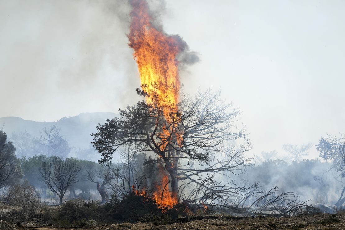 Flames burn a tree in Vati village, on the Greek island of Rhodes, on July 25.