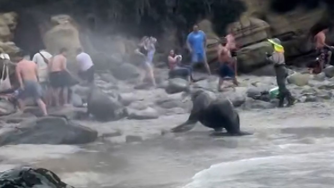 Sea Lion Charges Beach 1