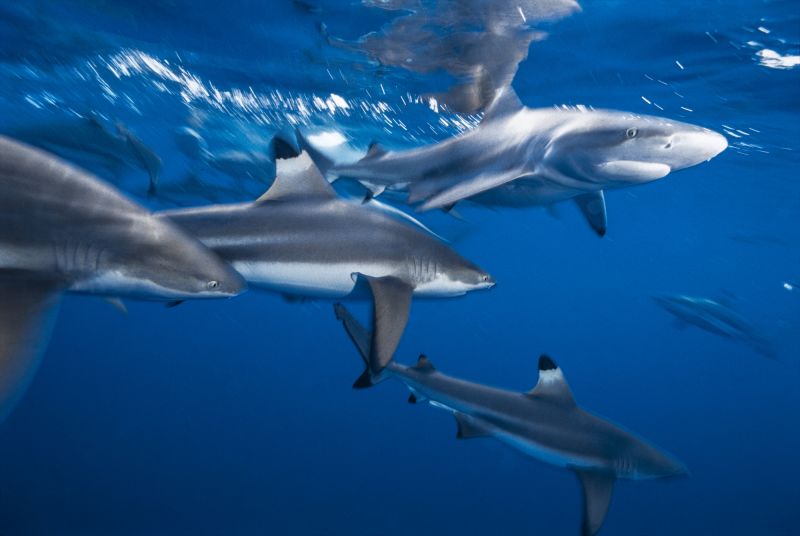 Unprecedented ocean heat is changing the way sharks eat, breathe and behave CNN