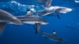 01 climate change shark behavior
