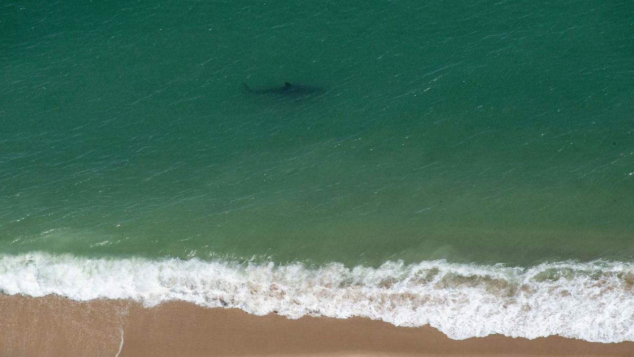 A great white shark swims just off the Cape Cod National Seashore in Cape Cod, Massachusetts, on July 15, 2022. 