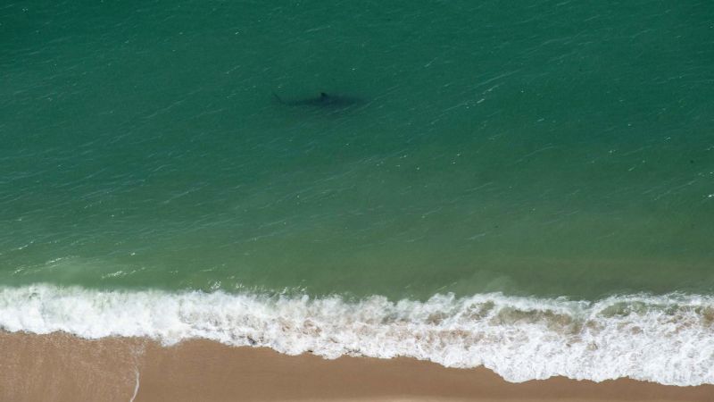 NextImg:Americans are spotting more sharks in the water. Here's why that's a good thing | CNN