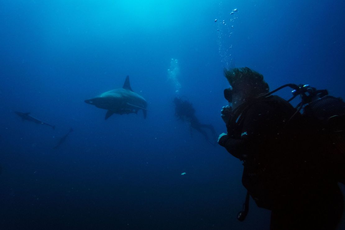 Divers from the Blue Ocean Dive Resort swim with black-tip sharks and other fishes during a baited shark dive in Umkomaas near Durban, South Africa, on December 10, 2020.