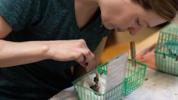A volunteer feeds a baby sparrow at Liberty Wildlife during extreme heat in Phoenix, Arizona on July 13, 2023. 