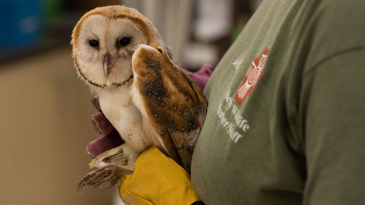 Volunteer certified veterinary technician Kathy Komlos, right, treat a baby barn owl at Liberty Wildlife during extreme heat in Phoenix, Arizona on July 13.