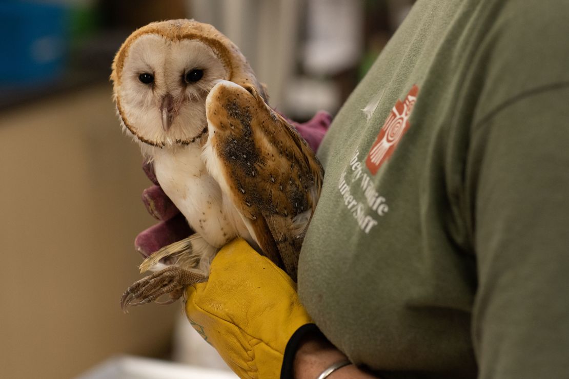 Volunteer certified veterinary technician Kathy Komlos, right, treat a baby barn owl at Liberty Wildlife during extreme heat in Phoenix, Arizona on July 13. 