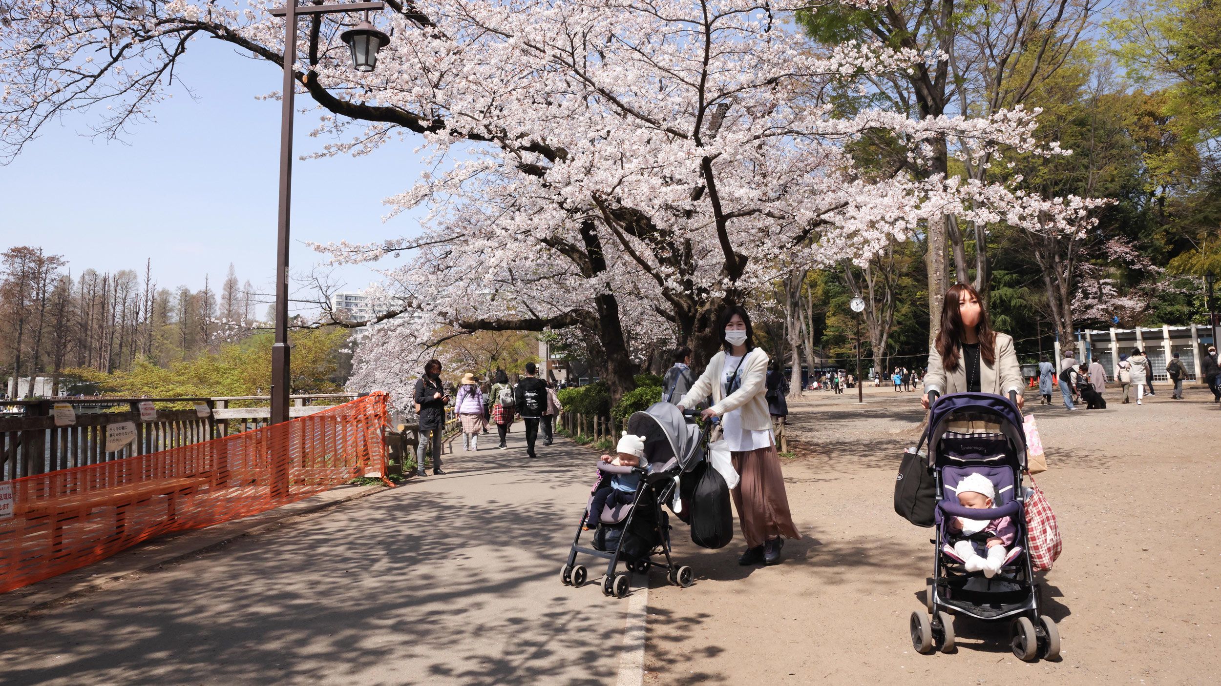 Japan's population drops by nearly 800,000 with falls in every prefecture  for the first time, Japan