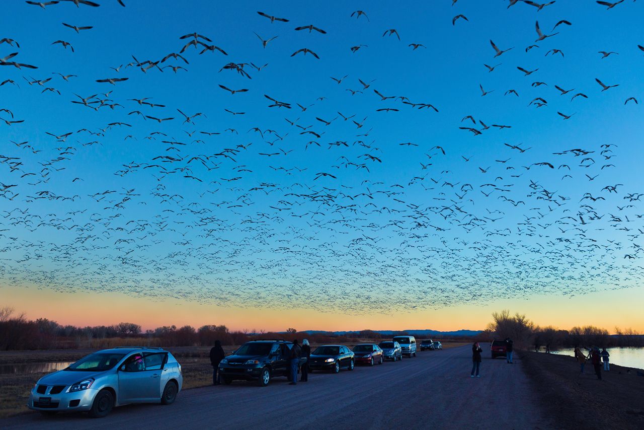 Tourists gather to view thousands of migratory birds, including snow geese, sandhill cranes and ducks make Bosque del Apache their fall and winter home