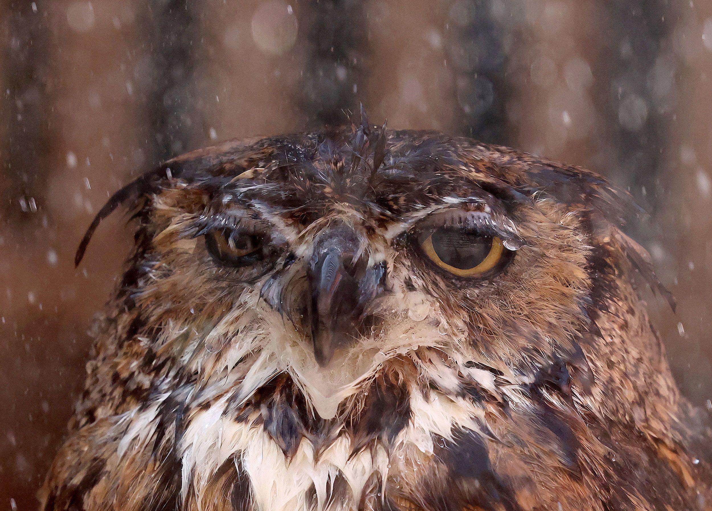 Snickers, a great horned owl, is sprayed down with water by a volunteer at Liberty Wildlife, an animal rehabilitation center and hospital in Phoenix, on Wednesday, July 26.