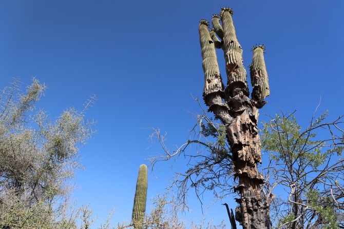 A cactus in Phoenix is affected by the extreme heat and drought. Record-high temperatures in Arizona, combined with a lack of seasonal monsoons, have caused saguaro cactuses at the Desert Botanical Garden <a href="index.php?page=&url=https%3A%2F%2Fwww.cnn.com%2F2023%2F07%2F27%2Fus%2Fphoenix-arizona-heat-saguaro-cactuses%2Findex.html" target="_blank">to become "highly stressed,"</a> according to Chief Science Officer Kimberlie McCue.
