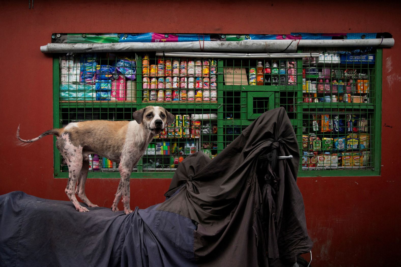 A dog stands on top of a motorcycle in Manila, Philippines, on Thursday, July 20.