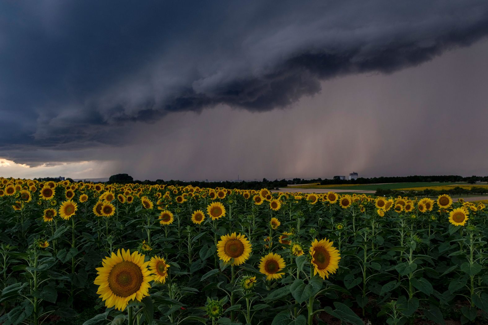 A thunderstorm approaches a field of sunflowers in Frankfurt, Germany, on Friday, July 21. <a href="https://www.cnn.com/2023/07/21/football/uswnt-vietnam-womens-world-cup-spt-intl/index.html" target="_blank">See last week in 25 photos</a>.