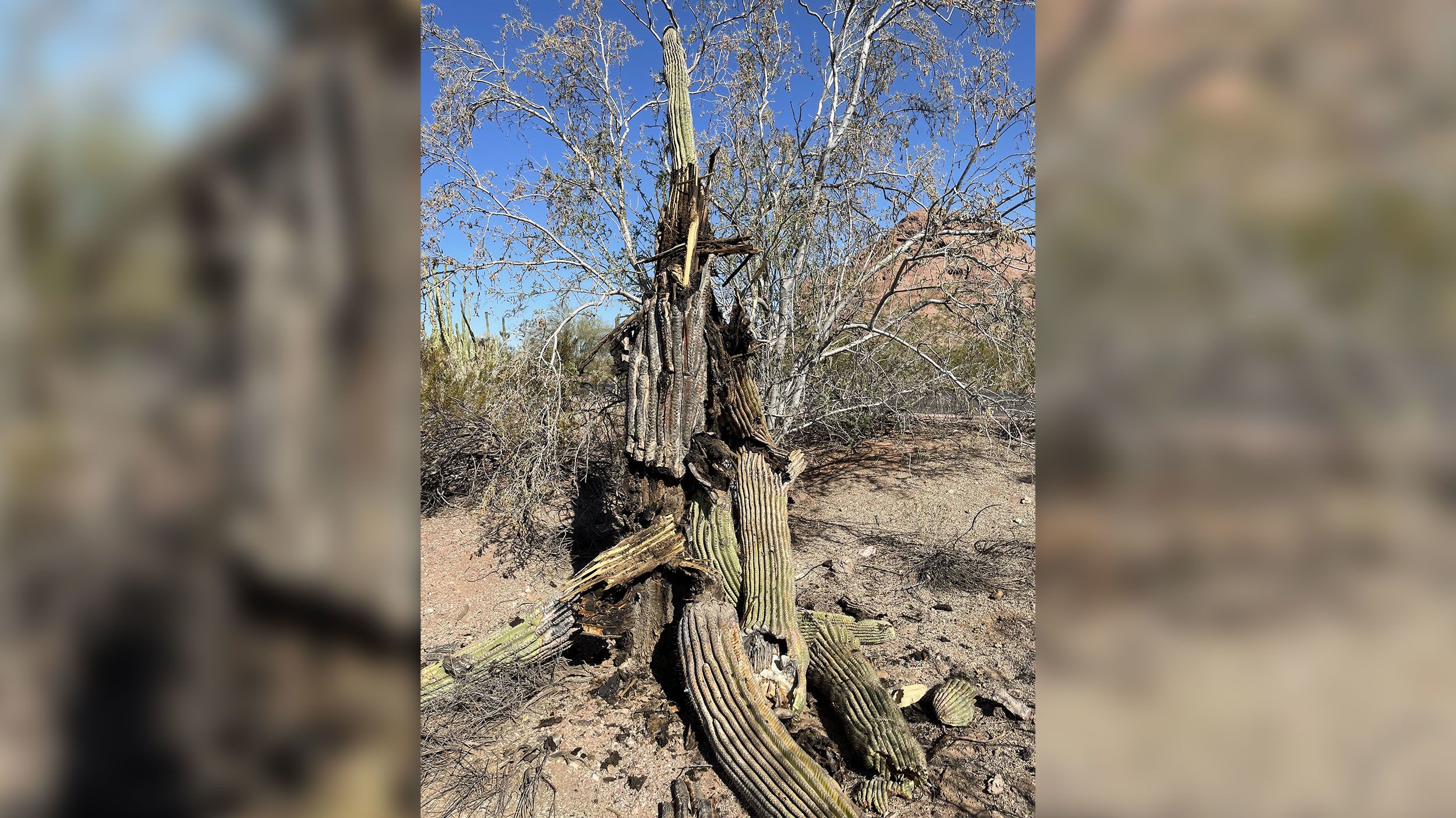 The extreme heat in Phoenix is withering some of its famed saguaro  cactuses, with no end in sight