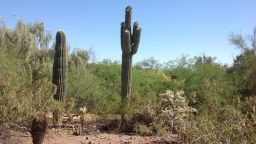 Saguaro cacti, the largest cacti in the US, normally grow around 40 feet tall and are limited to southern Arizona, according to the National Park Service.