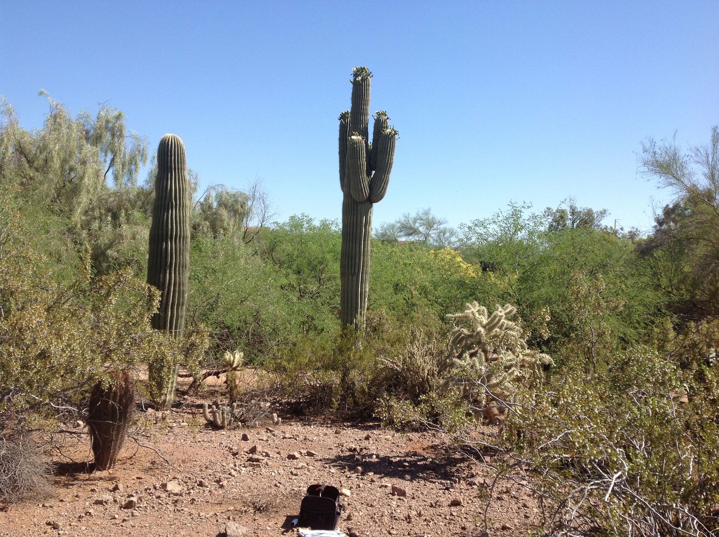 Saguaro cactuses are under threat because of climate change - Washington  Post