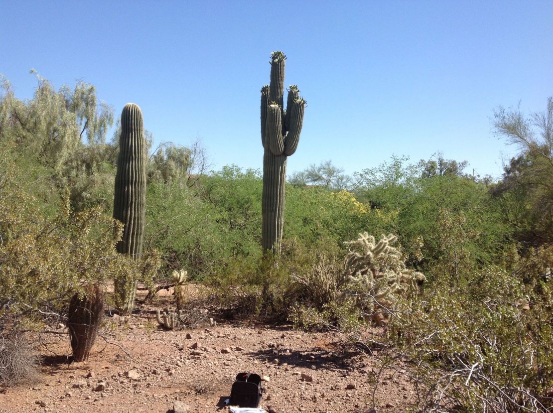 Saguaro cactuses, the largest cactuses in the US, normally grow around 40 feet tall and are limited to southern Arizona, according to the National Park Service.
