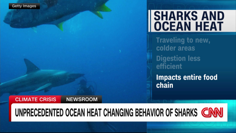 Unprecedented ocean heat changing way sharks eat, breathe and behave | CNN