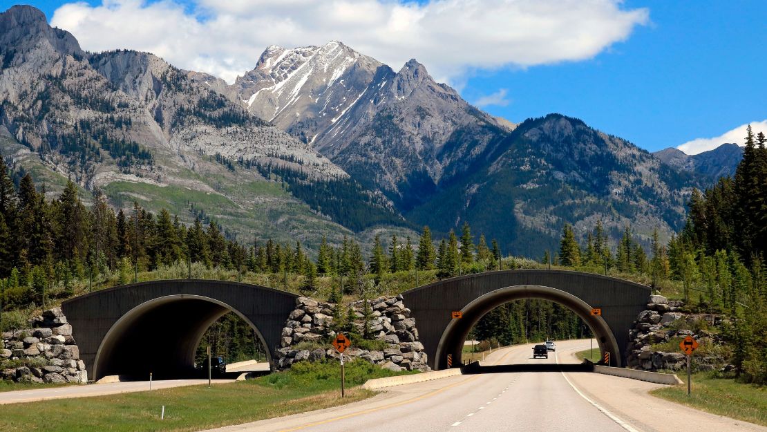 Most przejściowy dla dzikiej przyrody nad autostradą.  (Zdjęcie: Education Images/Universal Images Group za pośrednictwem Getty Images)