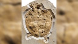 02 Jurassic sea turtle fossil specimen
