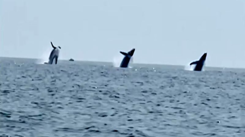 Three whales seen performing rare, synchronized jump  | CNN