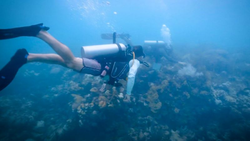 Video: CNN reporter goes diving to examine effects of heat on coral. See what he found | CNN