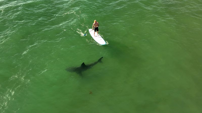 Americans are spotting more sharks in the water. Here’s why that’s a