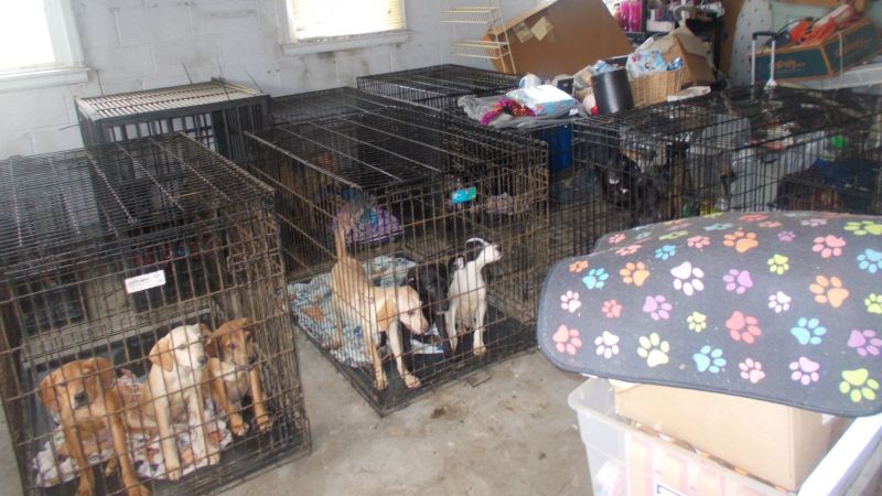 Най-малко 30 мъртви и повече от 90 недохранени кучета са открити в центъра за спасяване на животни в Охайо