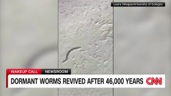 exp 46,000-year-old worms revived Teymuras Kurzchalia intv 073003aseg3 cnni world_00002001.png