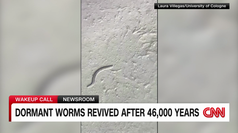 Scientists revive 46,000-year-old worms | CNN