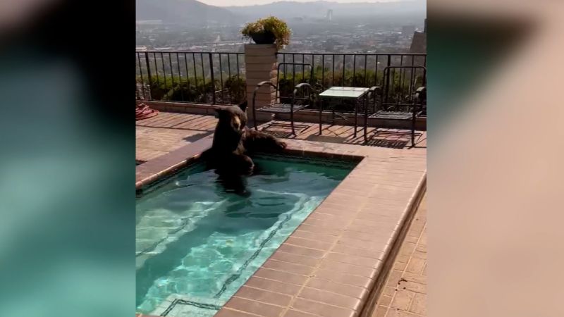 NextImg:Bear cools off in a Burbank pool during heat wave | CNN
