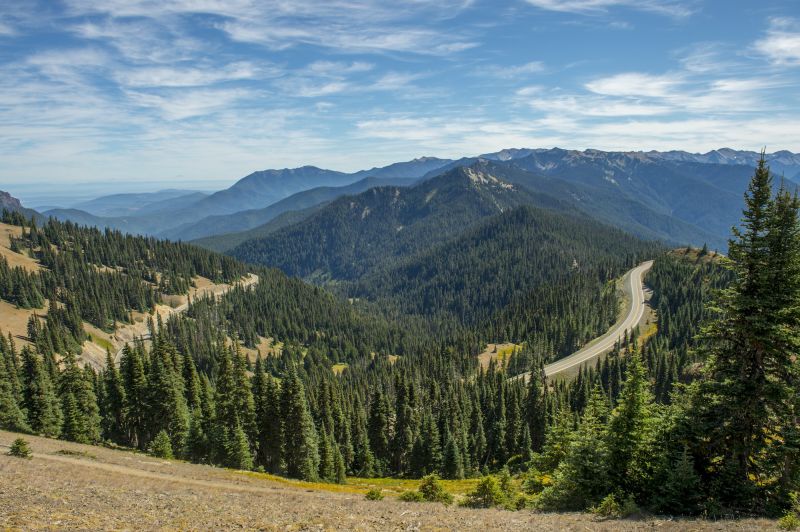 Child Survives Cougar Attack in Olympic National Park, Prompting Area Closures and Investigation