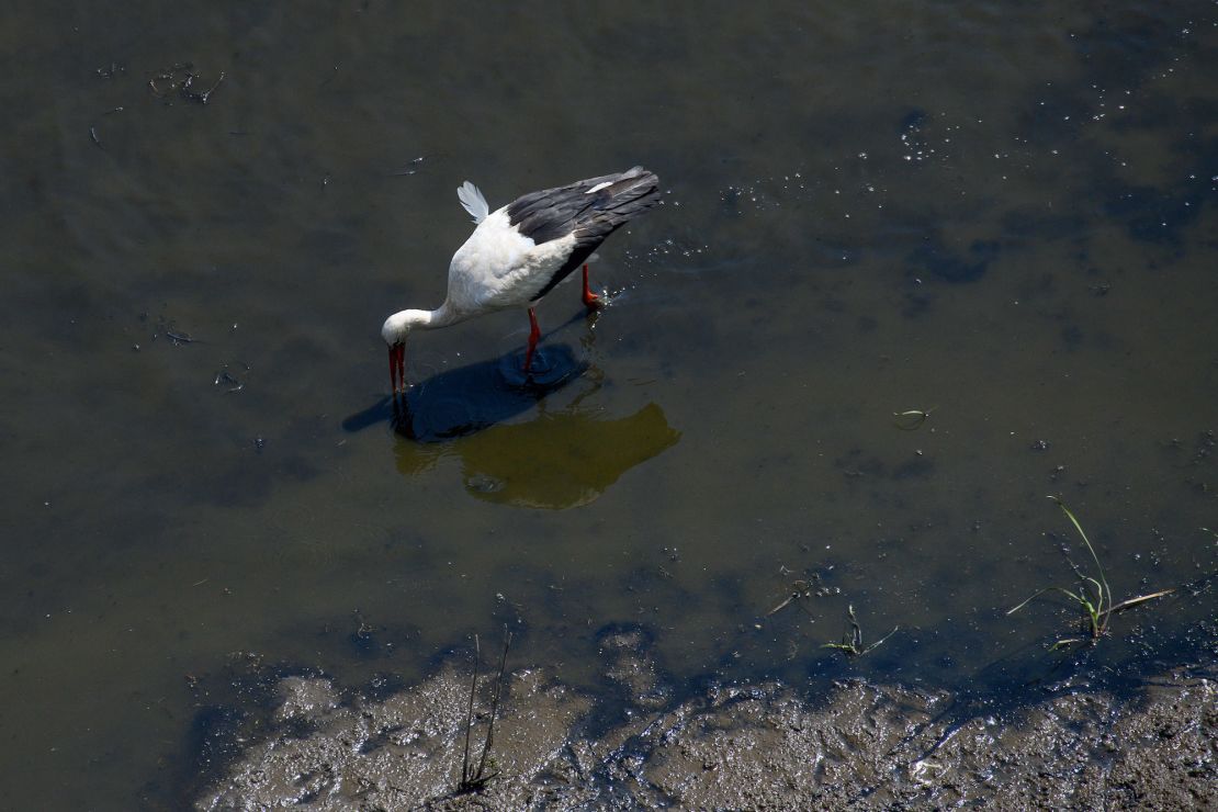 Pooping, splooting, spitting: How wild animals beat the heat