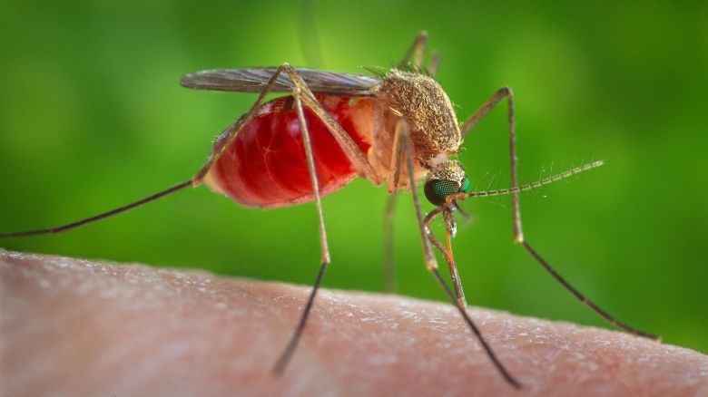 A Culex quinquefasciatus mosquito is seen on the skin of a human host in this 2014 picture from the Center for Disease Control.  C. quinquefasciatus is known as one of the many arthropodal vectors responsible for spreading the arboviral encephalitis, West Nile virus (WNV) to human beings through their bite.  REUTERS/CDC/James Gathany   THIS IMAGE HAS BEEN SUPPLIED BY A THIRD PARTY. IT IS DISTRIBUTED, EXACTLY AS RECEIVED BY REUTERS, AS A SERVICE TO CLIENTS. FOR EDITORIAL USE ONLY. NOT FOR SALE FOR MARKETING OR ADVERTISING CAMPAIGNS