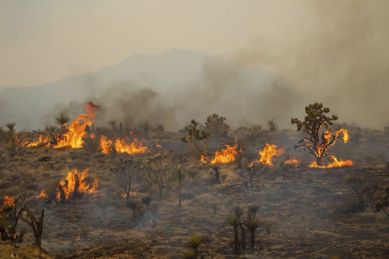 Joshua Trees Burned By York Fire Across Mojave Desert In California And   230801082334 02 Ca Mojave National Preserve Fire 073023 