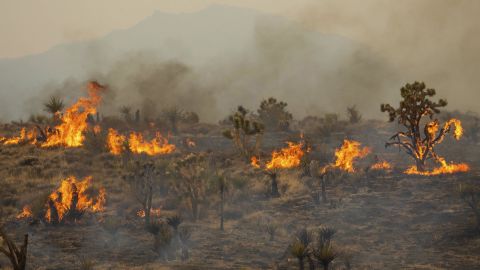Joshua Trees burn in the York Fire, Sunday, July 30, 2023, in the Mojave National Preserve, Calif. Crews battled "fire whirls" in California's Mojave National Preserve this weekend as a massive wildfire crossed into Nevada amid dangerously high temperatures and raging winds. (AP Photo/Ty O'Neil)
