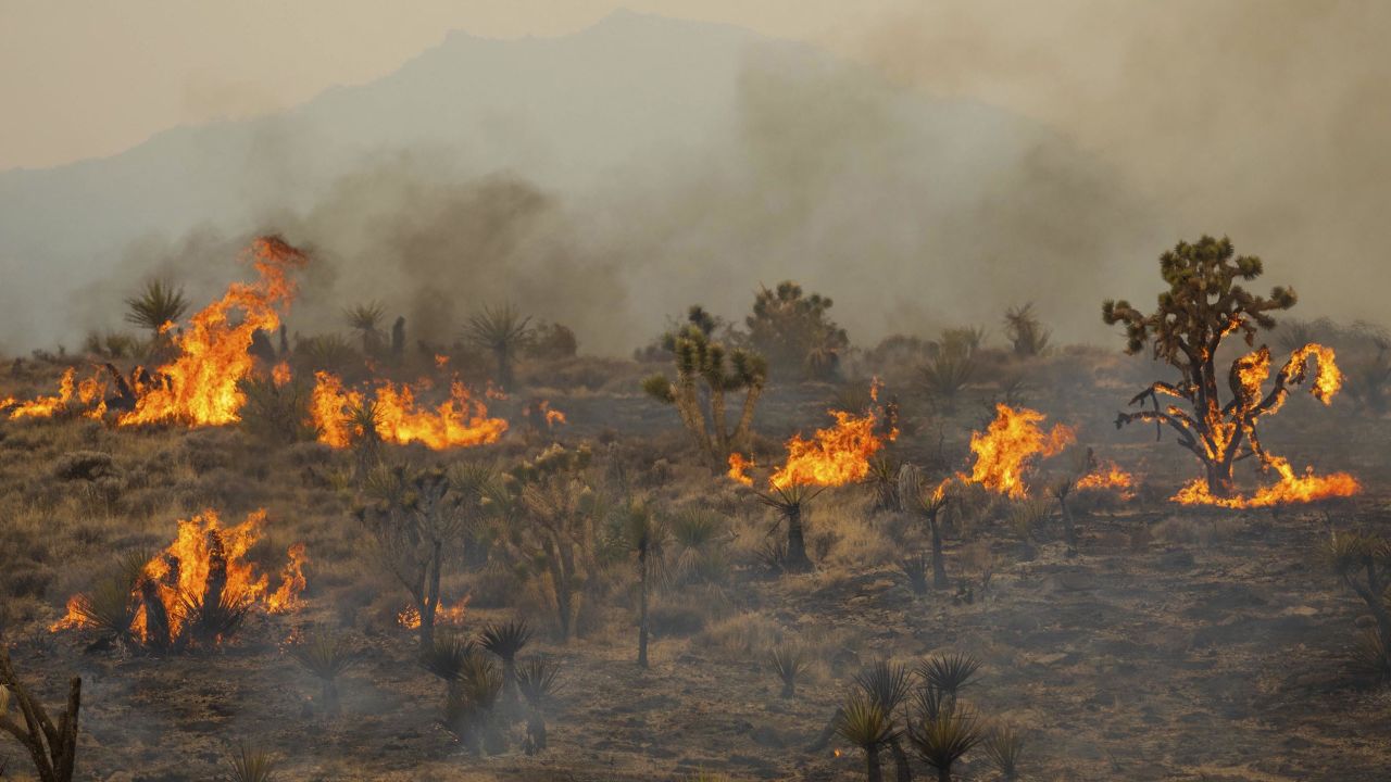 The York fire burns in the Mojave National Preserve in California on Sunday, July 30.