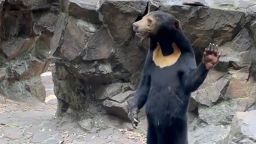 Video of a sun bear standing on its hind legs had circulated on social media.