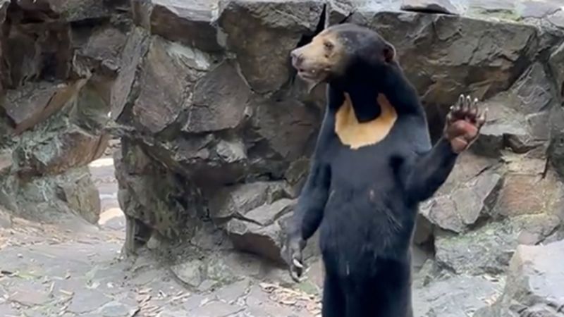 Китайският зоопарк отрича слънчевите му мечки да са хора в костюми