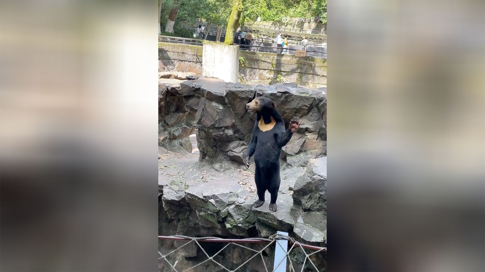 Could Chinese zoo's sun bear be 'man in costume' netizens wonder