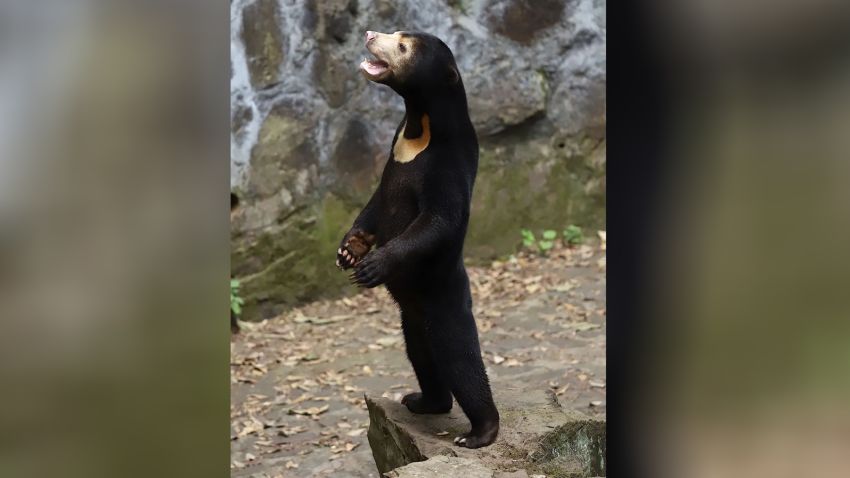 A sun bear is standing at a zoo.