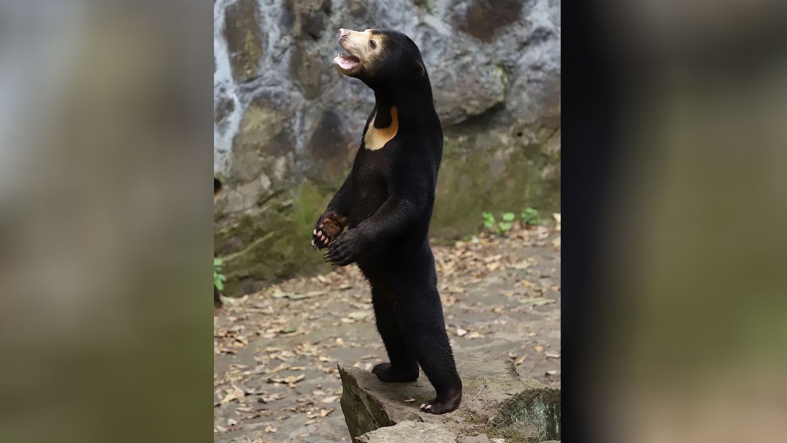 Video prompts people to think zoo bear is human in disguise