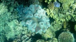 Coral on the Great Barrier Reef, off the coast of the Australian state of Queensland, on March 7, 2022.