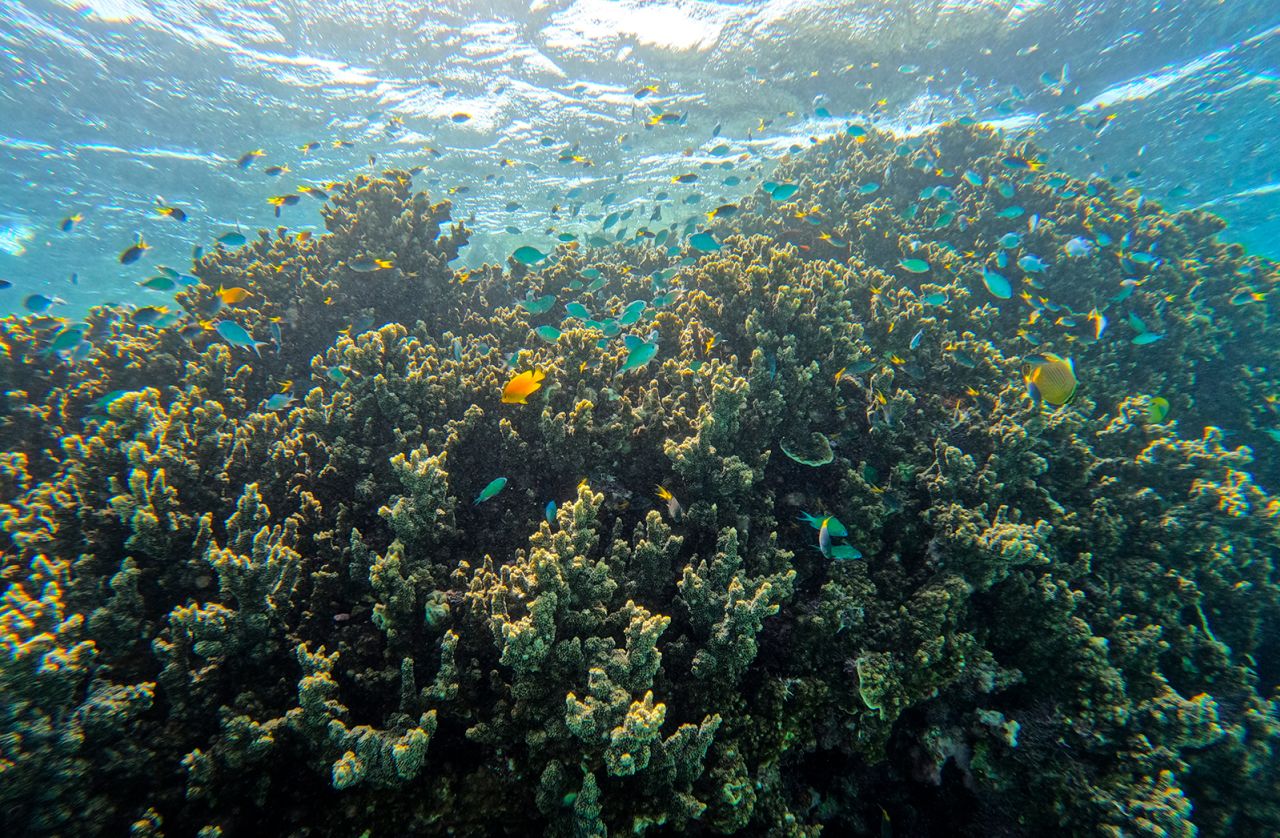  Избелването и глобалното затопляне са нанесли значителни щети на Големия бариерен риф. class=