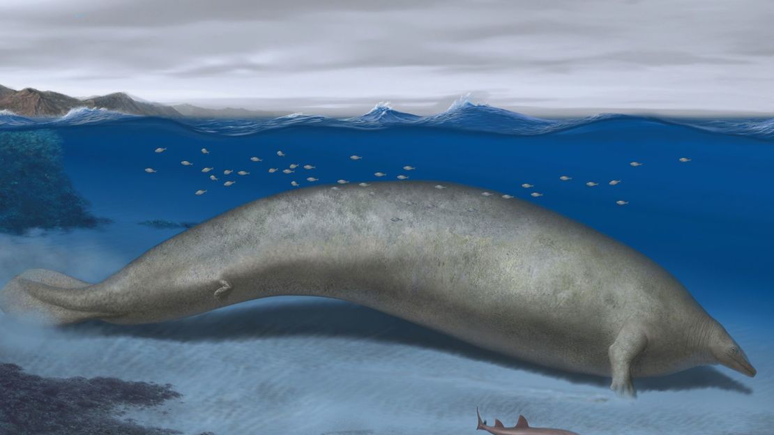 The extinct whale known as Perucetus colossus is depicted in its coastal habitat approximately 39 million years ago.