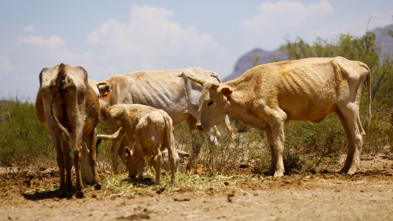 Cows affected by drought graze in the municipality of Coyame, in Chihuahua state, Mexico  August 4, 2022. 
