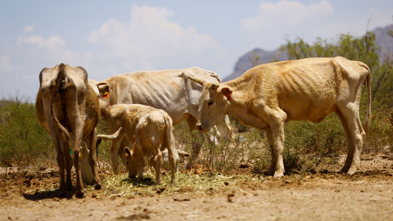 Cows affected by drought graze in the municipality of Coyame, in Chihuahua state, Mexico August 4, 2022.