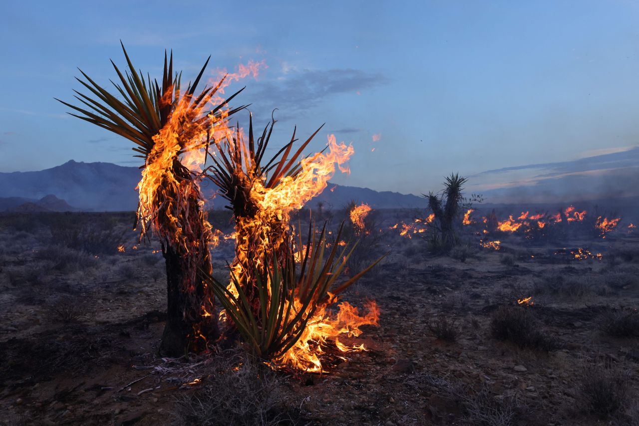 Joshua trees burned by York Fire across Mojave Desert in California and