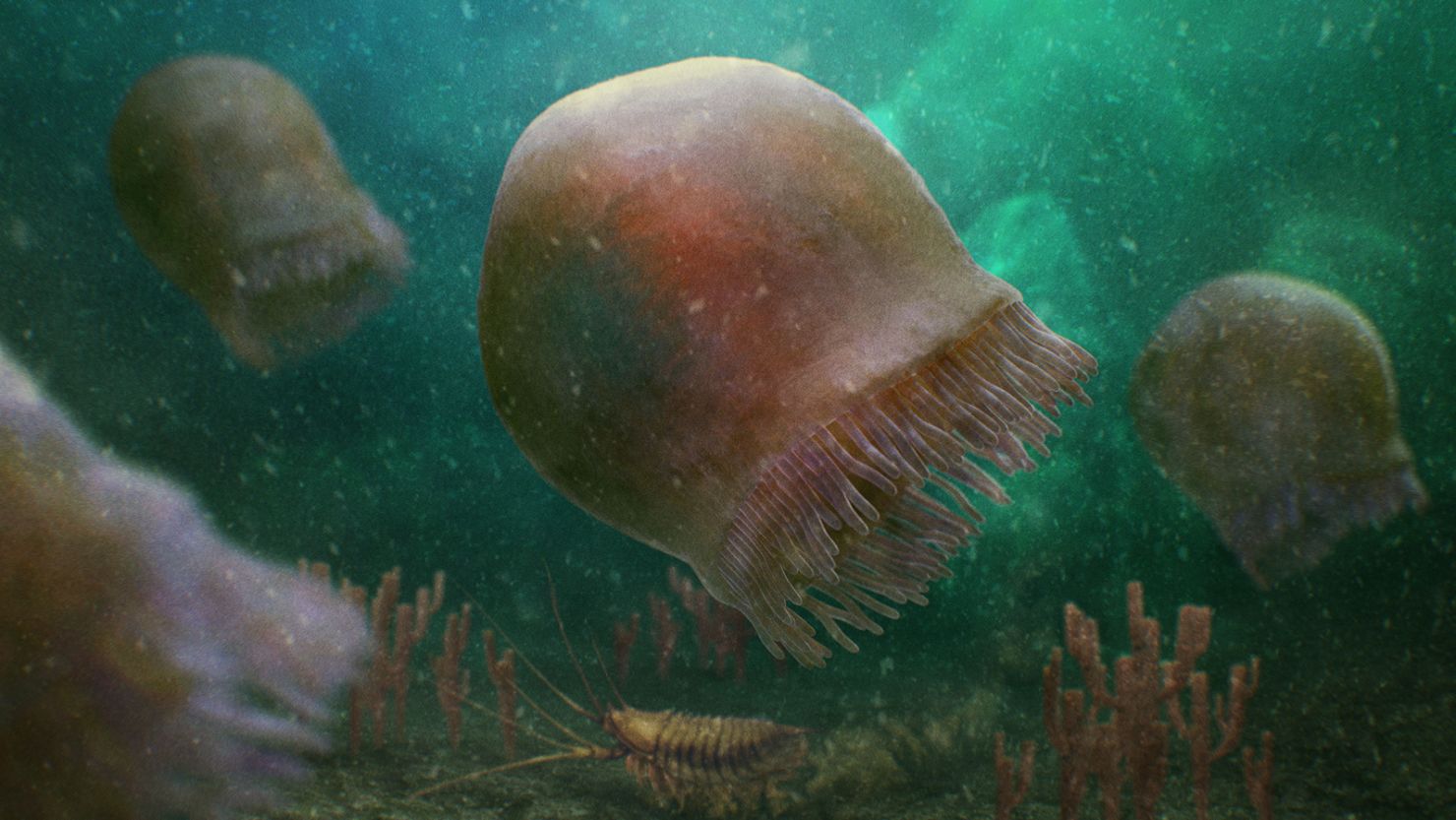 An artist's depiction shows a group of Burgessomedusa phasmiformis jellyfish as they appeared millions of years ago.