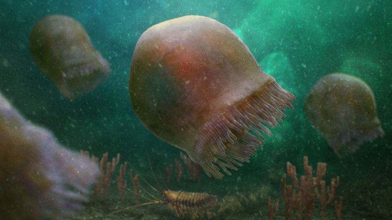 remarkable-fossils-reveal-jellyfish-that-lived-505-million-years-ago-or-cnn